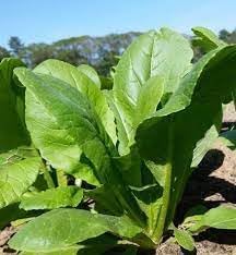 Komatsuna Seeds for Planting, 100 pcs